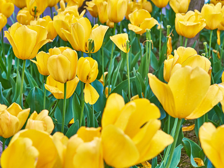 ��ط羰����ԺǩԼ���й��ٺϹ��ʲ���԰ҵ̬��������Ӫ������������Ŀ